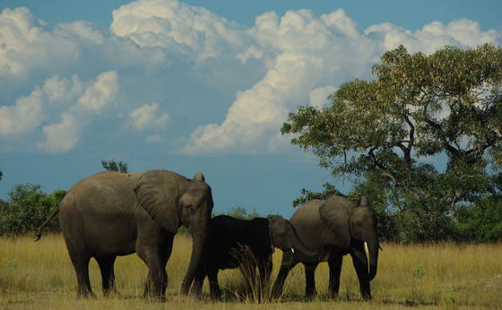 Zambia's Best Parks 