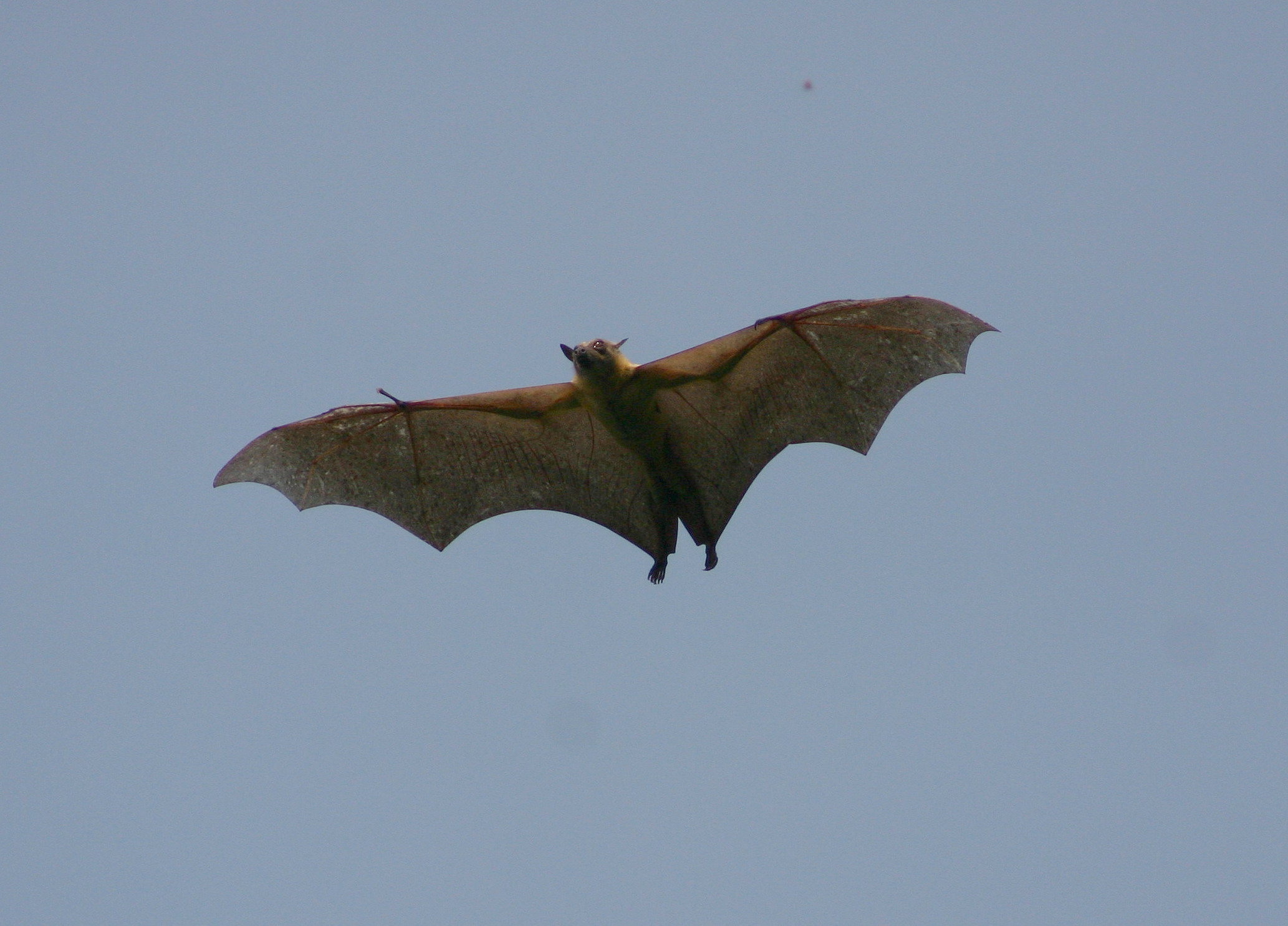Bat Migration Zambia