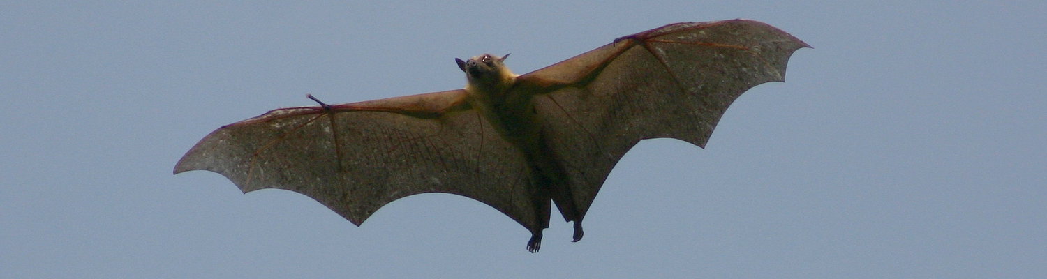 Bat Migration Zambia