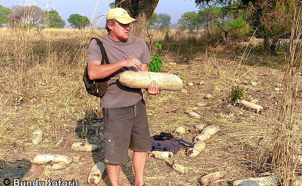 Bundu Safaris nature guide in South Luangwa National Park