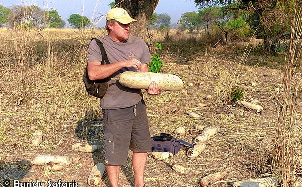Bundu Safaris nature guide in South Luangwa National Park Bundu Safaris nature guide in South Luangwa National Park