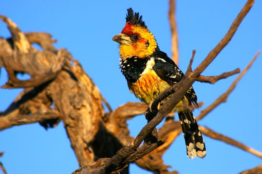 Crested Barbet Kafue National Park