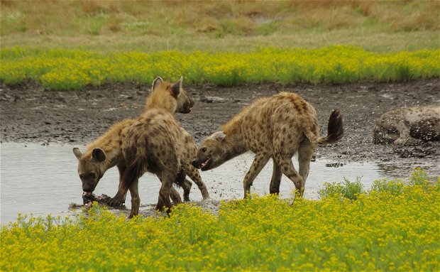 Hyenas Liuwa National Park
