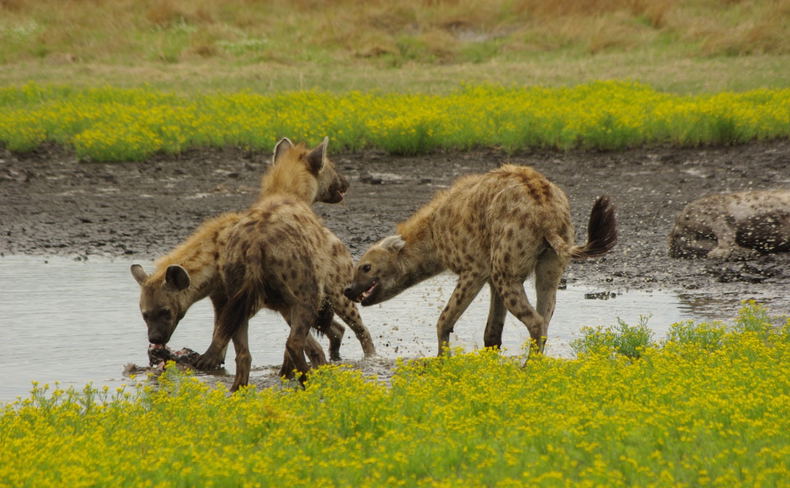 Hyenas Liuwa National Park Hyenas Liuwa National Park