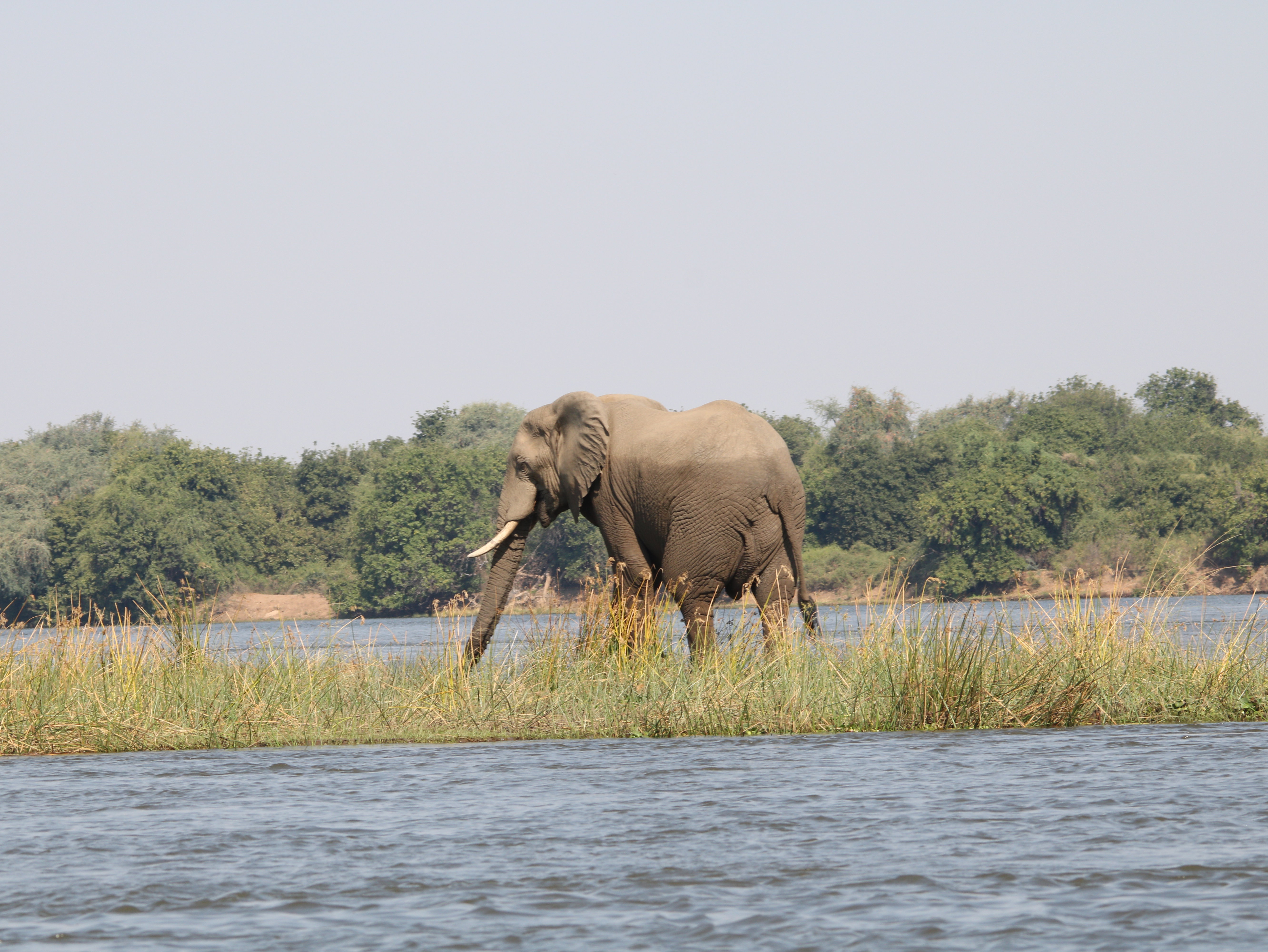 Lower Zambezi National Park