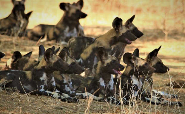 Wild Dogs Lower Zambezi NP
