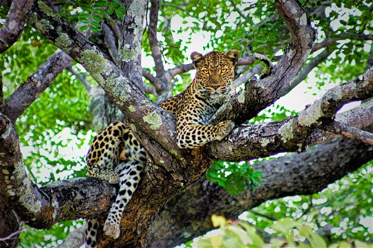 mobile safaris in Zambias National Parks. Photographic Safaris in Zambia. Leopard in a tree in Kafue National Park. Tented Mobile safari in South Luangwa. 