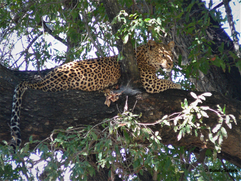 Leopard Zambia