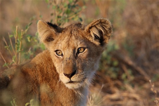 Lion Cub Zambia