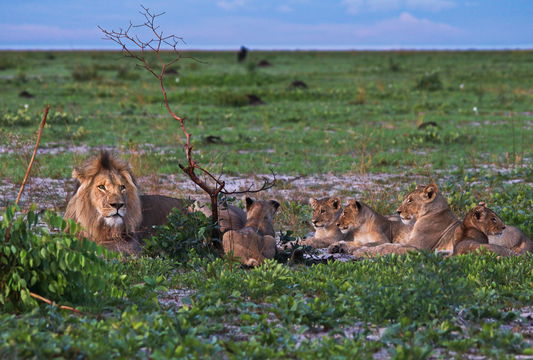 Liuwa Lion Family