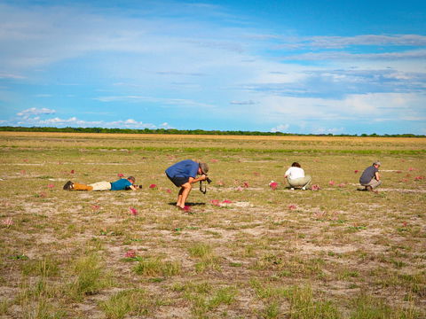 Brunsvigia flowers cover large parts of the plains after good rainfalls