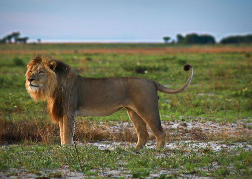 Son of Bon Jovi, together with his brother are the new rulers of Liuwa Plains.