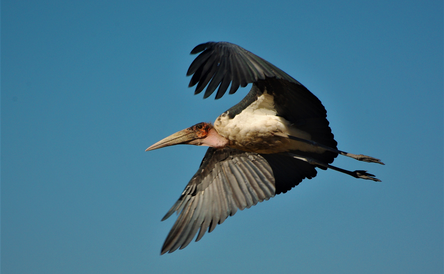 Birding Safaris 