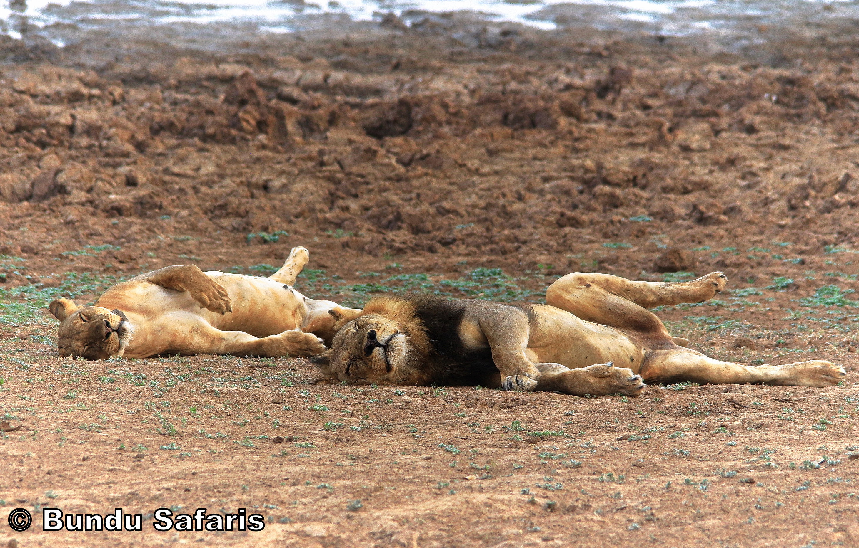 mobile safaris zambia