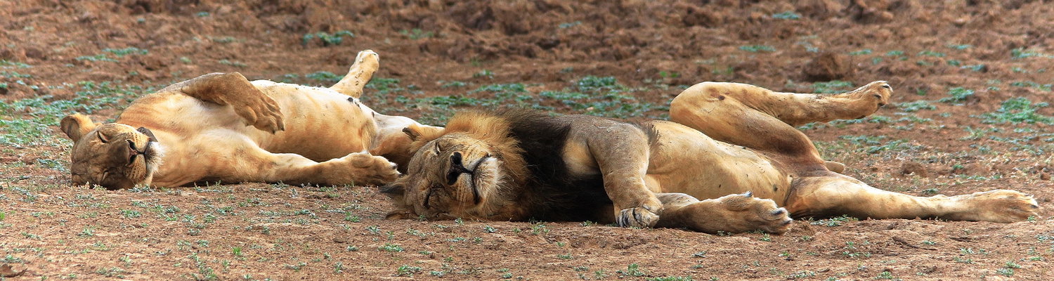 mobile safaris zambia