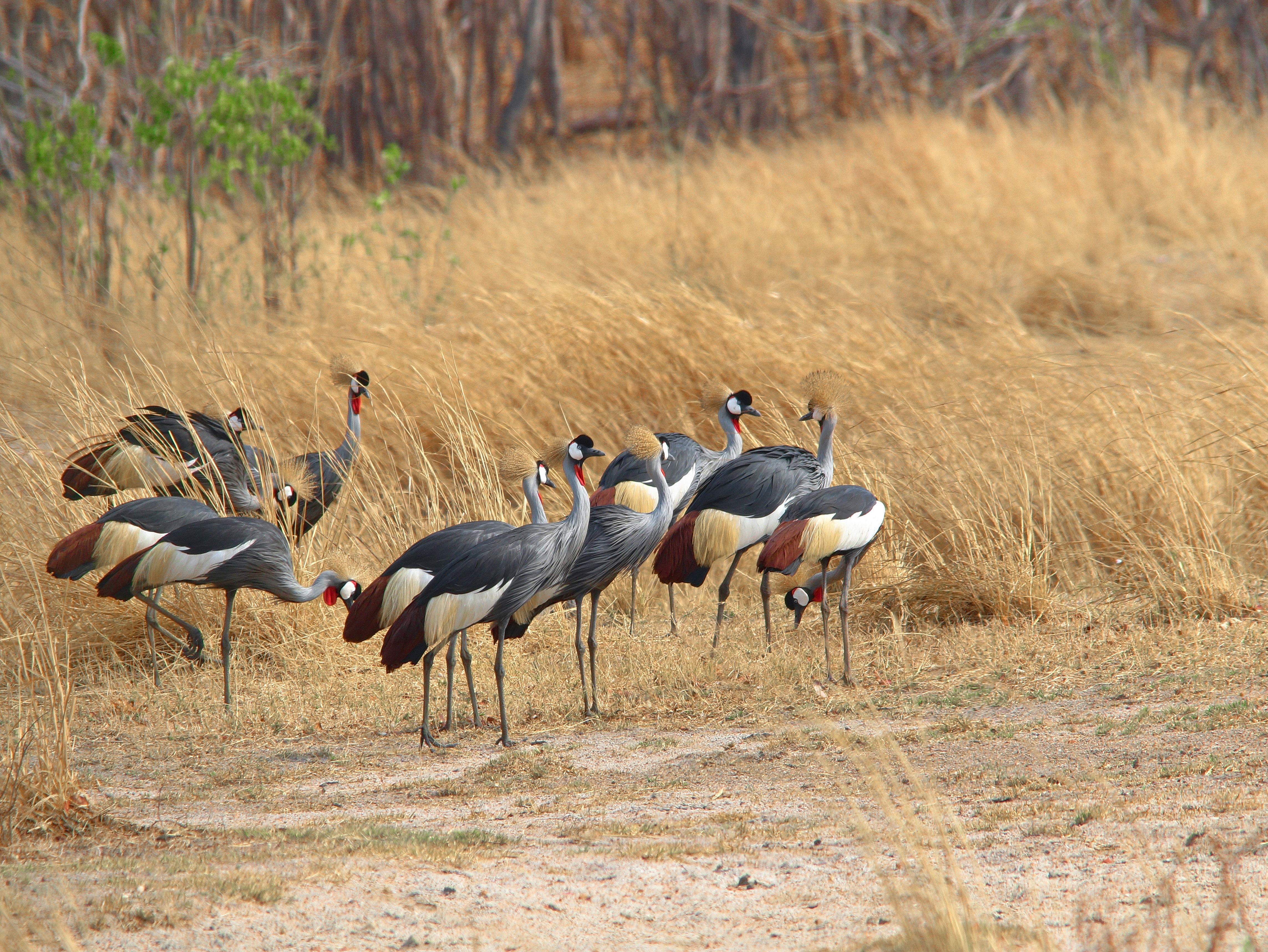 mobile safaris zambia
