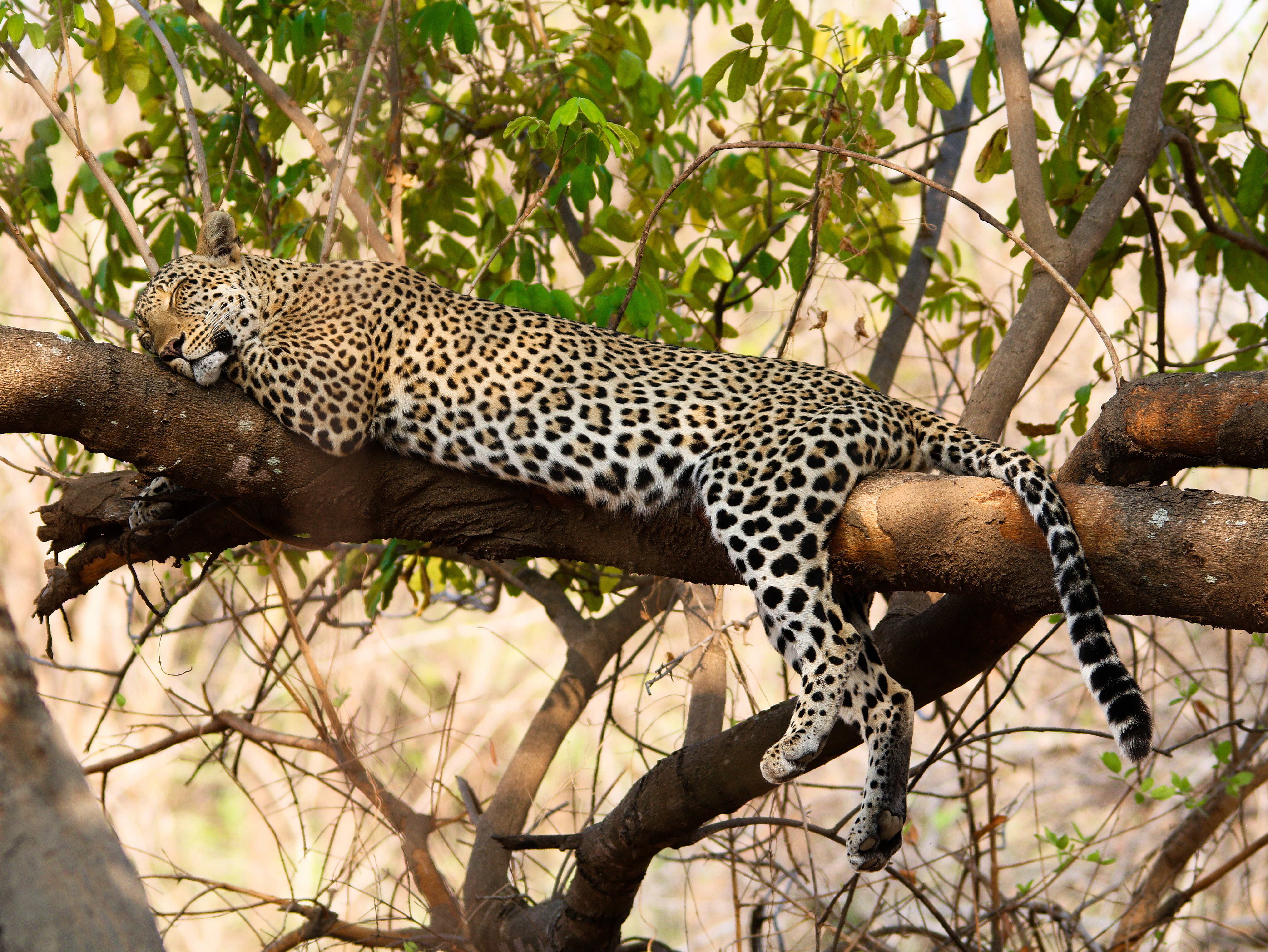 leopard luangwa valley