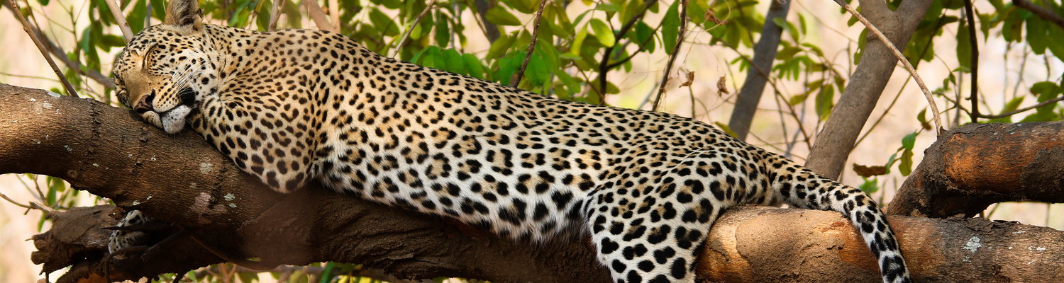 leopard luangwa valley