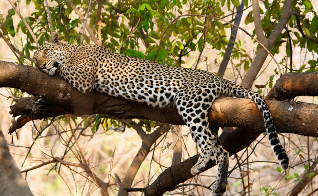 leopard luangwa valley