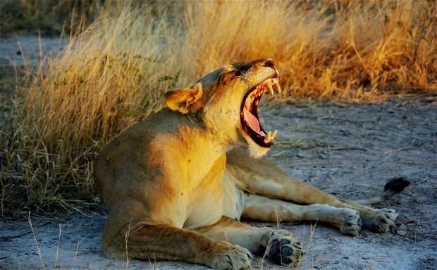 safari in zambia