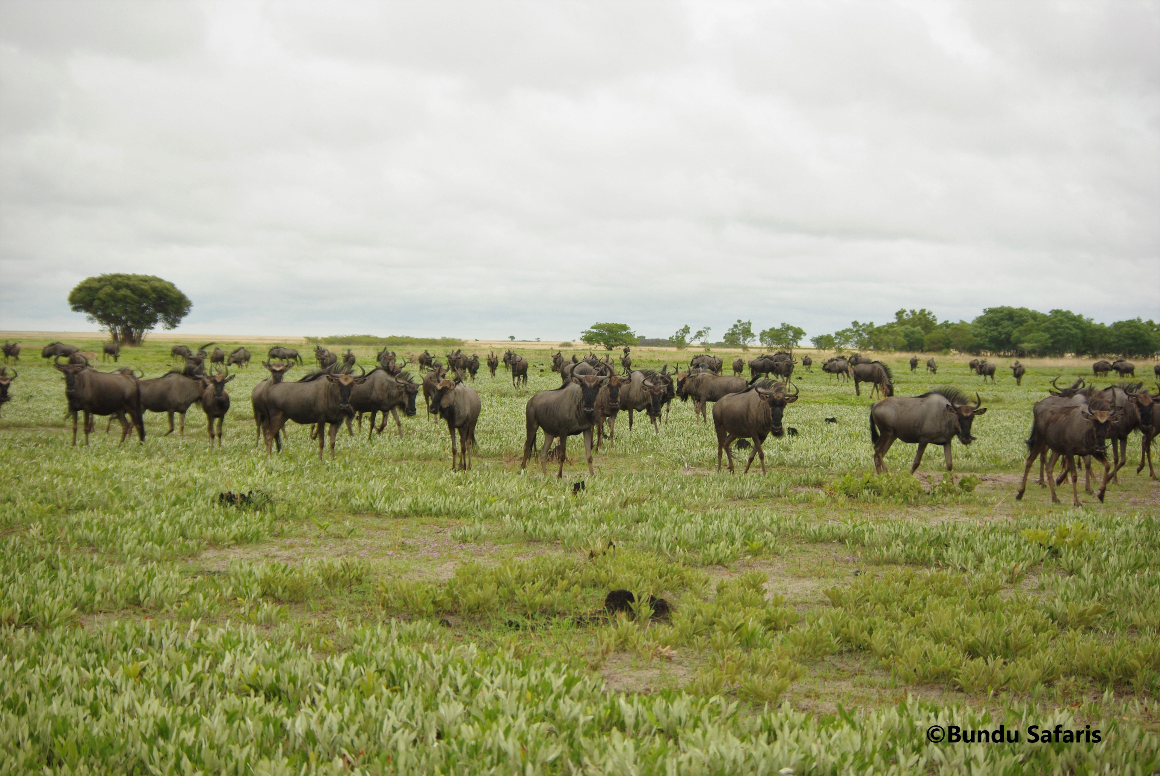 Liuwa Plains National Park 