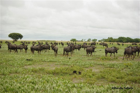 Wildebeest Liuwa Plains National Park 