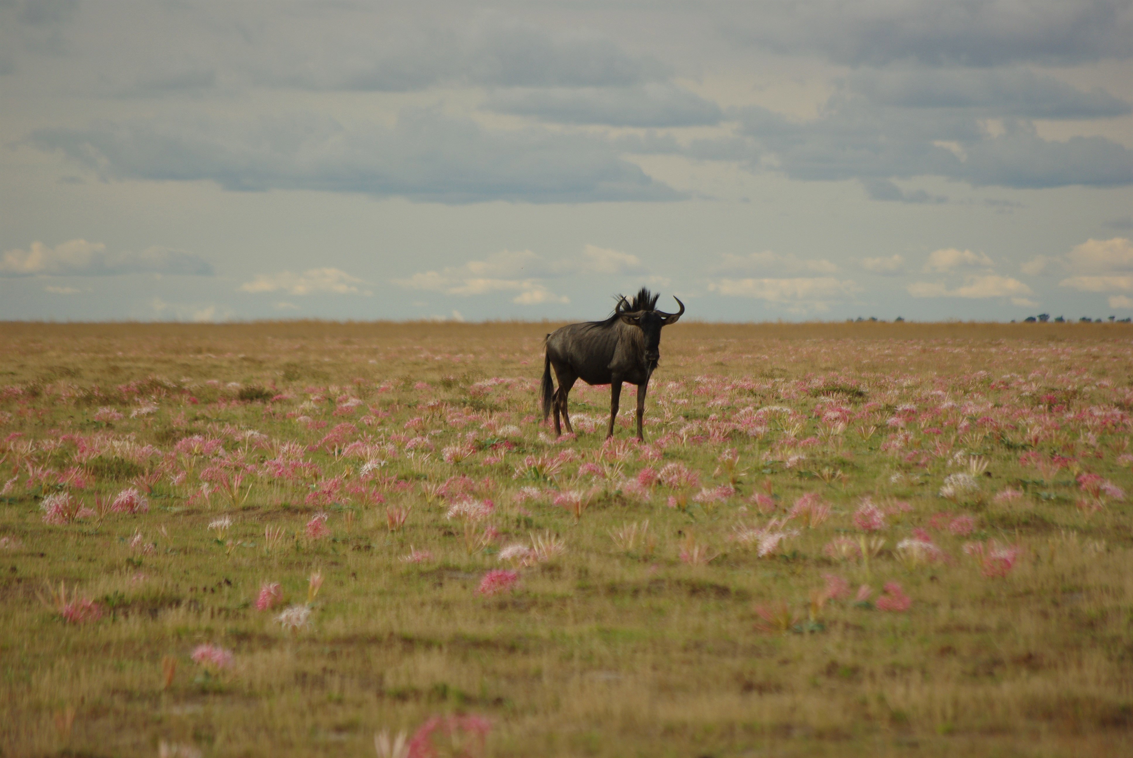 Gnu Migration Zambia
