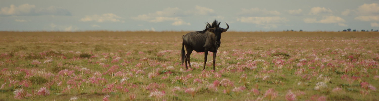 Gnu Migration Zambia