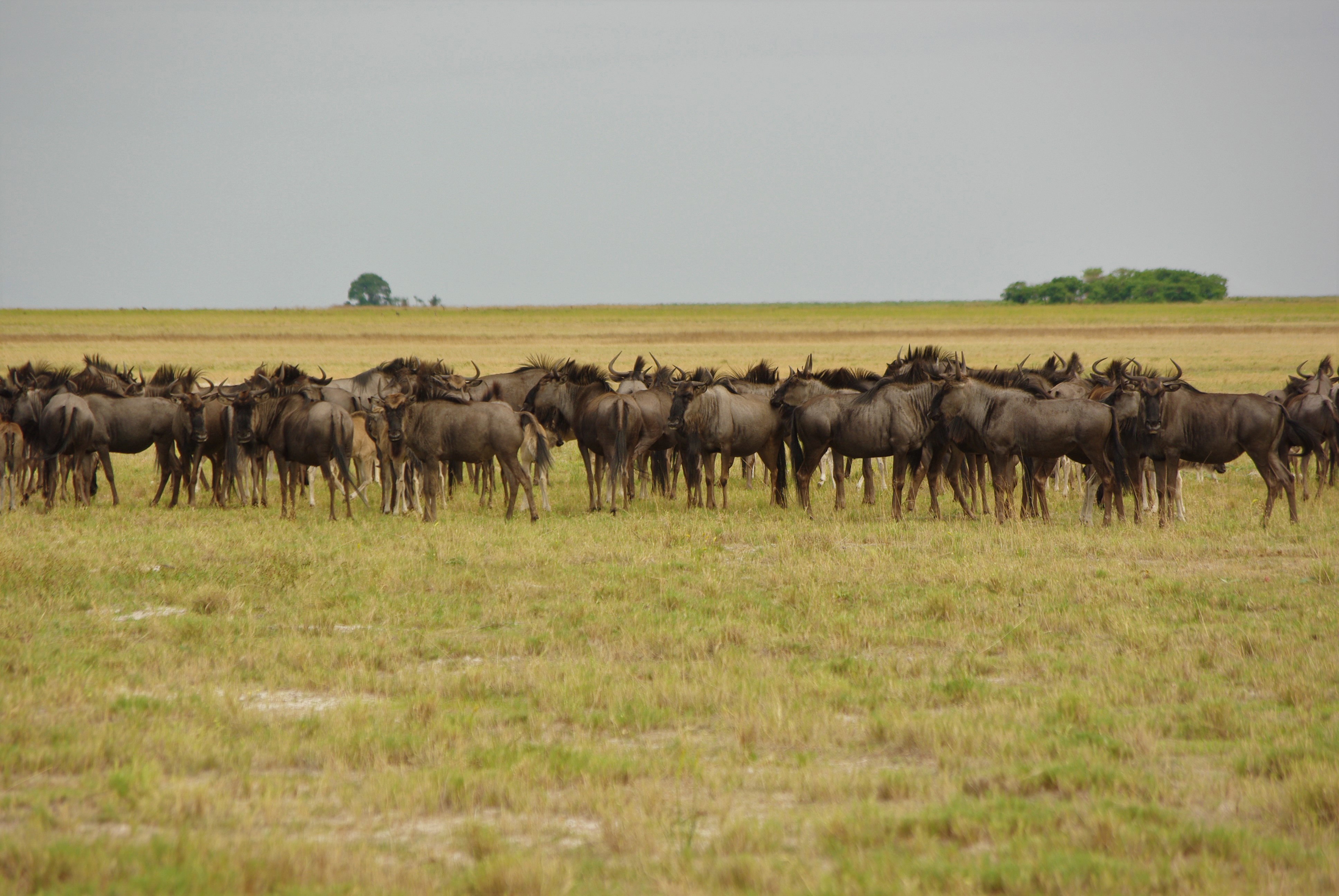 Gnu Migration Zambia