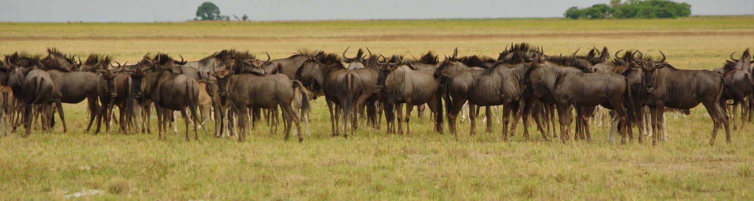 Gnu Migration Zambia
