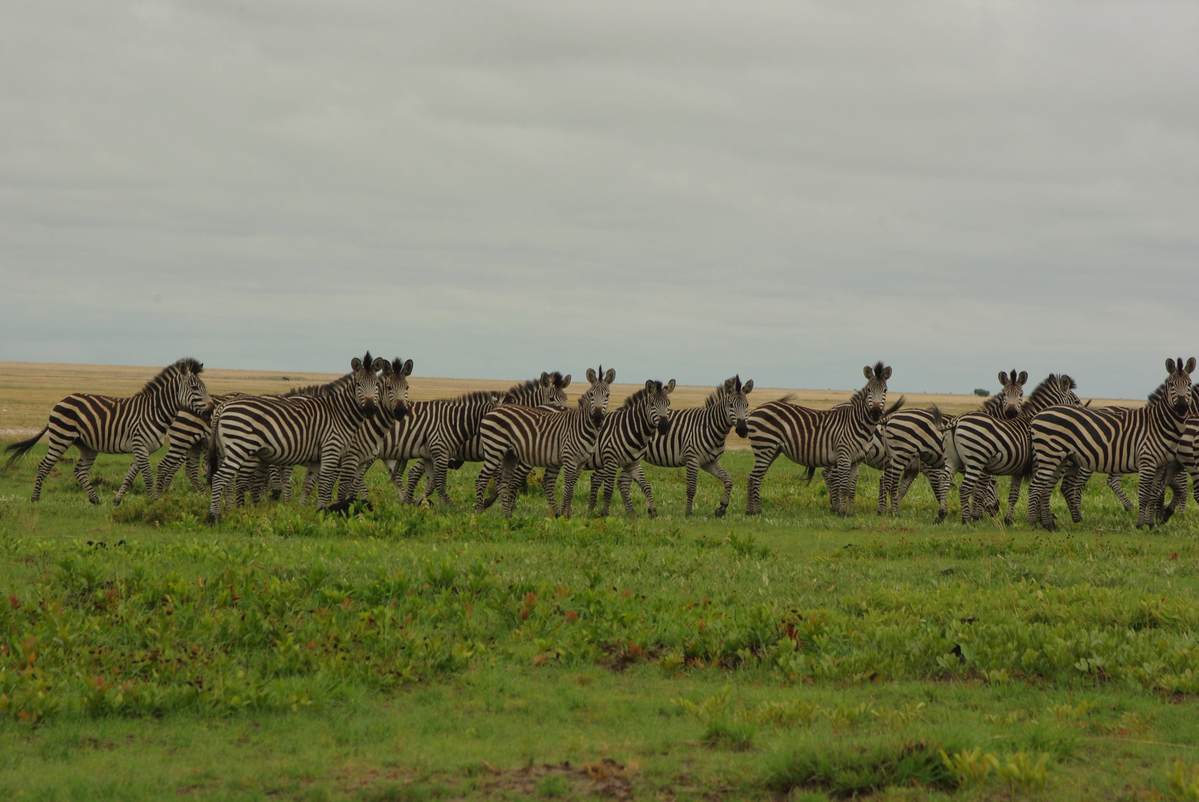 liuwa National Park Zambia 
