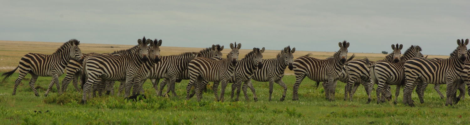 liuwa National Park Zambia 