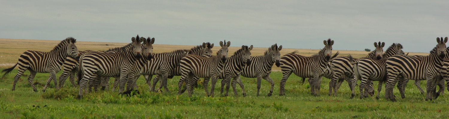 liuwa National Park Zambia 