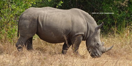 10 Days Best Western Uganda Midrange Safari