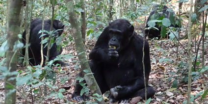 8 Days Uganda Primates Special Safari