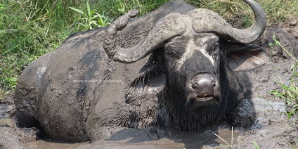 12 Days to the Big Five and Mountain Gorillas