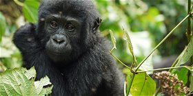10 days Rwanda and Uganda Primate Safari Combo