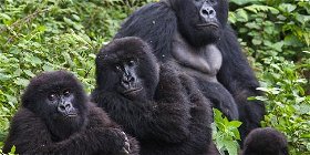 6 Days Mountain Gorillas And The Game Safari