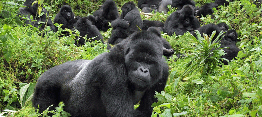 3 Days Safari To The Mountain Gorillas