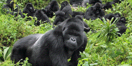 3 Days Safari To The Mountain Gorillas