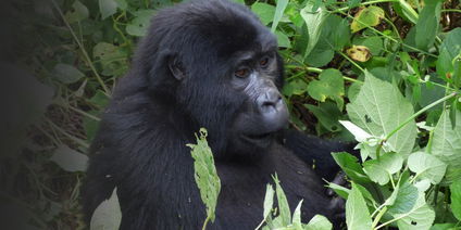 BOOK 14 DAYS AND GET 16 DAYS WITH (2 FREE) DAYS MORE FOR A GROUP WITH 4 MINIMUM PARTICIPANTS TO THE GORILLAS AND BIG GAME SAFARI 2024 AND 2025