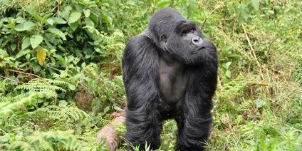 10 Days Best of Rwanda