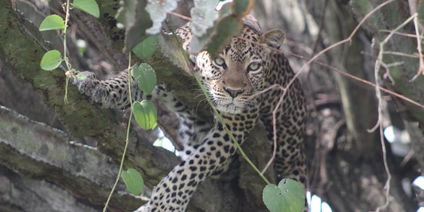 GHS---14 DAYS-SAFARI WESTERN UGANDA 