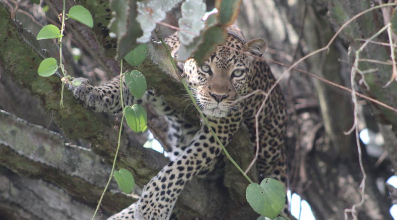 Leopards Leopards