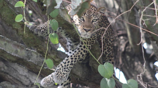 Leopards 