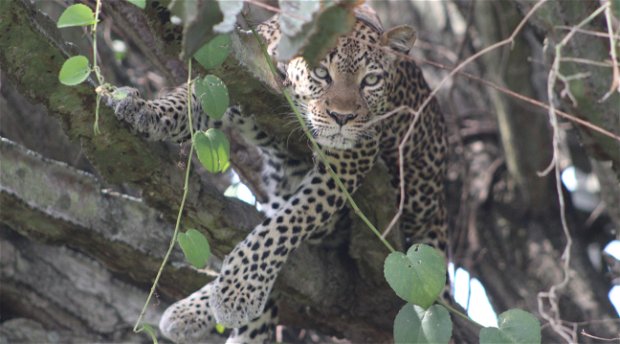 Leopards Leopards