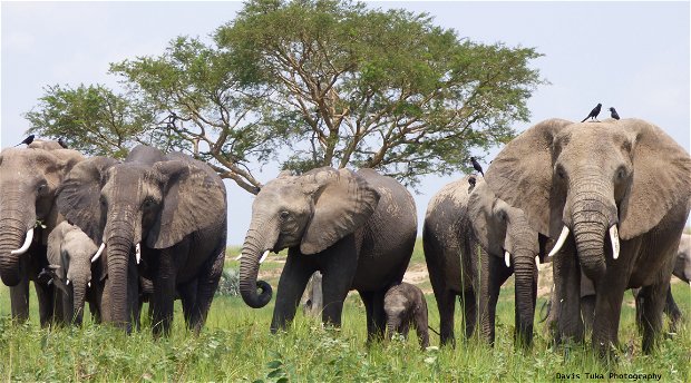 Elephants of Uganda