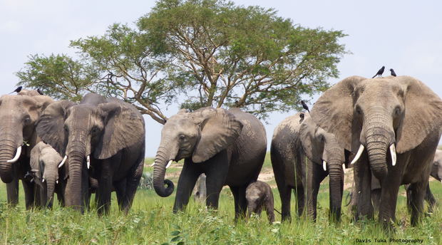 Elephants of Uganda Elephants of Uganda