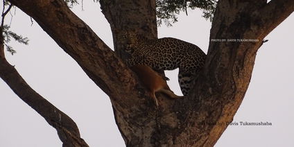 15 Days Uganda Gold Safari