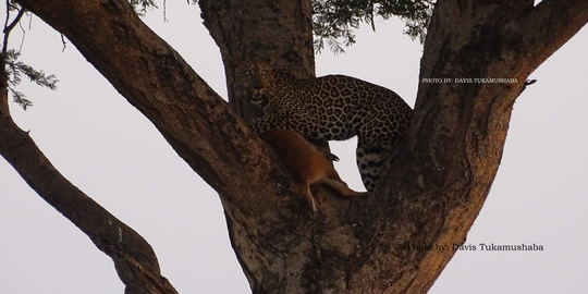 15 Days Uganda Gold Safari